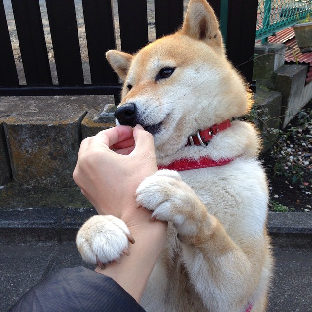 开云APP-美加墨世界杯焦点战前瞻，马赛战术演练，能否拿下伊拉克式防反？